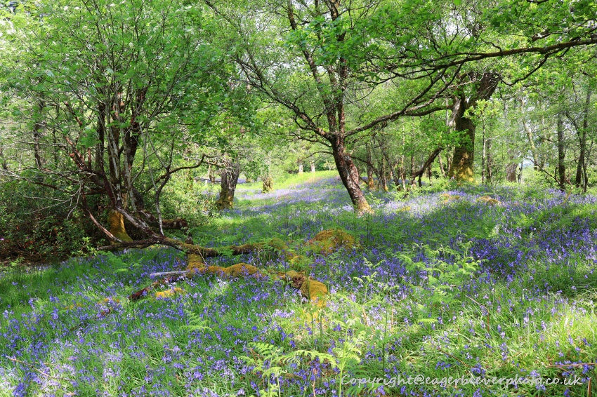 Forest Woodland Field Art & Photography by Artist Chris Beever 6