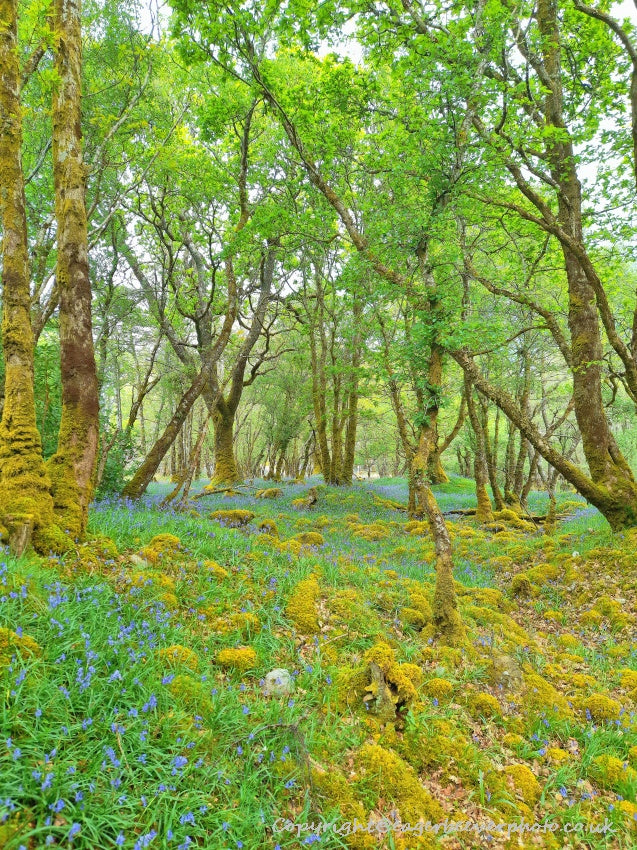 Forest Woodland Field Art & Photography by Artist Chris Beever 7