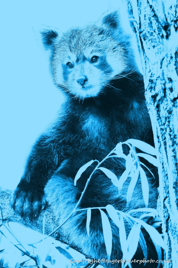 World Wildlife Pop Art by UK Artist & Photographer Chris Beever 12