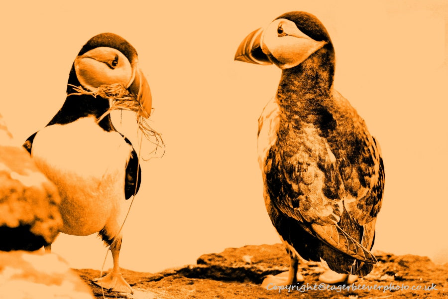 World Wildlife Pop Art by UK Artist & Photographer Chris Beever 14