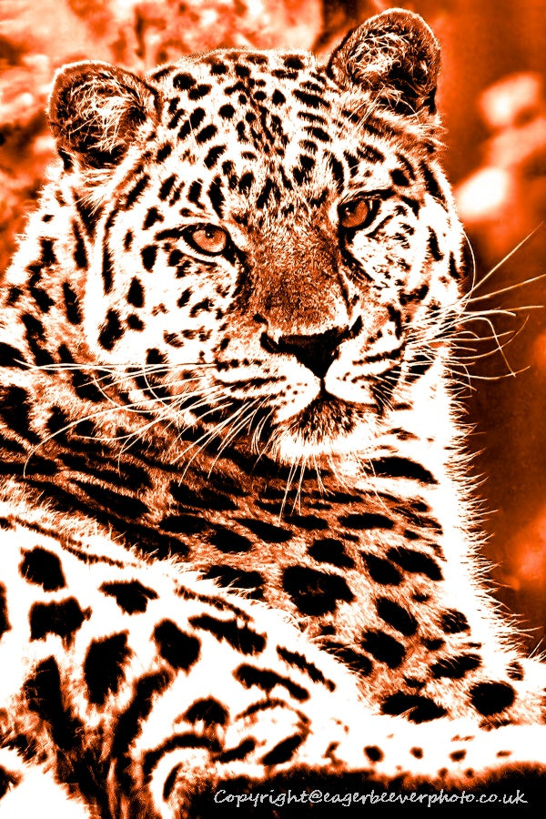 World Wildlife Pop Art by UK Artist & Photographer Chris Beever 4