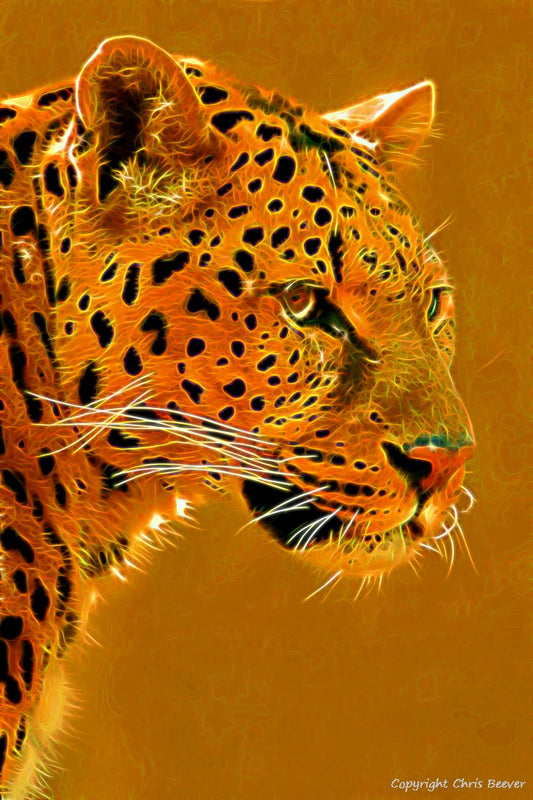 Big Cat Wildlife Art by Wigan UK Artist and Photographer Christopher Beever Available as a small to XXXL Big Cat, wildlife Canvas Print, Wildlife Framed Print, Wildlife print Cushion, Wildlife print Poster, Wildlife print sofa throw, wildlife print blanket, wildlife art print poster, wildlife print bedding and more.