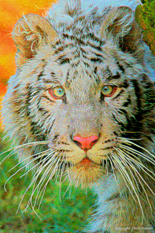 Big Cat Wildlife Art by Wigan UK Artist and Photographer Christopher Beever Available as a small to XXXL Big Cat, wildlife Canvas Print, Wildlife Framed Print, Wildlife print Cushion, Wildlife print Poster, Wildlife print sofa throw, wildlife print blanket, wildlife art print poster, wildlife print bedding and more.