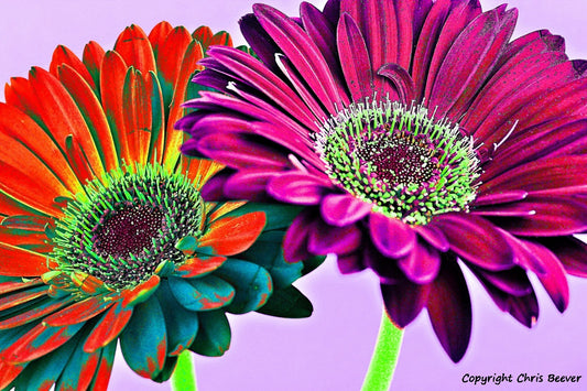 Flower & Floral Art Painting by Wigan UK Flower Artist and Photographer Christopher Beever Available as a small to XXXL, flower Canvas Print, flower Framed Print, flower print Cushion, flower Poster, flower print sofa throw, flower print blanket, flower wall art, flower print bedding and more in the eager beever print shop