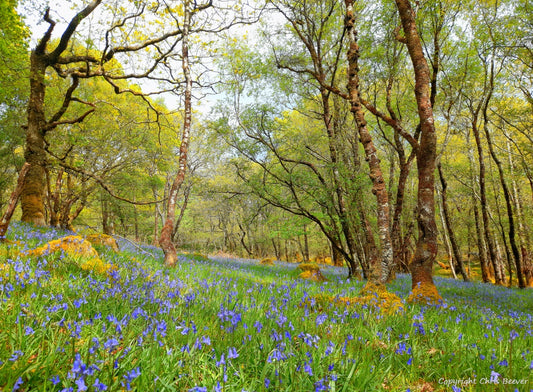 Gruline Bluebell woodland Isle of Mull Scotland Paintings, UK Landscape art by Wigan Landscape Artist & Photographer Christopher Beever Available as a S to XXXL Canvas, poster, aluminium, wooden, Acrylic, framed, print, wall art, wall paper mural, Cushion, sofa throw, blanket & more in the Eager Beever Printing Shop. 