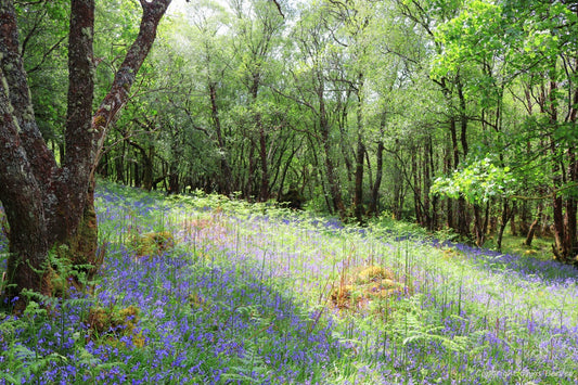 Gruline Bluebell woodland Isle of Mull Scotland Paintings, UK Landscape art by Wigan Landscape Artist & Photographer Christopher Beever Available as a S to XXXL Canvas, poster, aluminium, wooden, Acrylic, framed, print, wall art, wall paper mural, Cushion, sofa throw, blanket & more in the Eager Beever Printing Shop. 