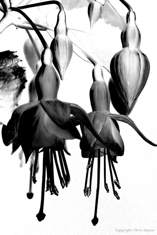 Black & White Flower & Floral Art by UK Artist Christopher beever available as a framed or unframed S to XXXL canvas print, acrylic print, fine art print, aluminium print, wooden print, fine art poster print, forex print, wall paper mural, sofa throw, bed throw, blanket, cushion & more in the eager beever print shop.