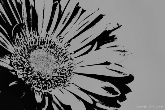 Black & White Flower & Floral Art by UK Artist Christopher beever available as a framed or unframed S to XXXL canvas print, acrylic print, fine art print, aluminium print, wooden print, fine art poster print, forex print, wall paper mural, sofa throw, bed throw, blanket, cushion & more in the eager beever print shop.