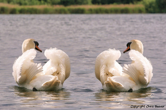 Mute Swans British Wildlife Art by Wigan UK Artist and Photographer Christopher Beever Available as a small to XXXL wildlife Canvas Print, Wildlife Framed Print, Wildlife print Cushion, Wildlife print Poster, Wildlife print sofa throw, wildlife print blanket, wildlife fine art print poster, wildlife print bedding.