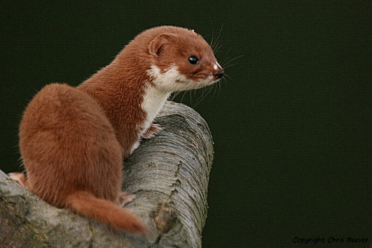 Young Stoat British Wildlife Art by Wigan UK Artist and Photographer Christopher Beever Available as a small to XXXL wildlife Canvas Print, Wildlife Framed Print, Wildlife print Cushion, Wildlife print Poster, Wildlife print sofa throw, wildlife print blanket, wildlife fine art print poster, wildlife print bedding.