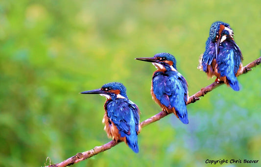 a family of Kingfishers British Wildlife Art by Wigan UK Artist and Photographer Christopher Beever Available as a small to XXXL wildlife Canvas Print, Wildlife Framed Print, Wildlife print Cushion, Wildlife print Poster, Wildlife print sofa throw, wildlife print blanket, wildlife fine art print poster, wildlife print bedding.