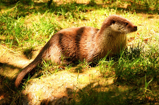 UK Otter British Wildlife Art by Wigan UK Artist and Photographer Christopher Beever Available as a small to XXXL wildlife Canvas Print, Wildlife Framed Print, Wildlife print Cushion, Wildlife print Poster, Wildlife print sofa throw, wildlife print blanket, wildlife fine art print poster, wildlife print bedding.