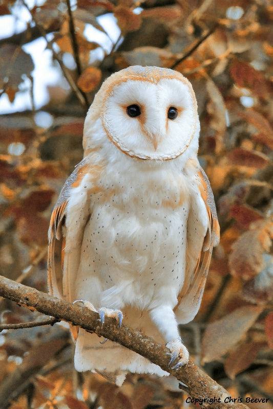 UK Autumn Barn Owl Portrait British Wildlife Art by Wigan UK Artist and Photographer Christopher Beever Available as a small to XXXL wildlife Canvas Print, Wildlife Framed Print, Wildlife print Cushion, Wildlife print Poster, Wildlife print sofa throw, wildlife print blanket, wildlife fine art print poster, wildlife print bedding.