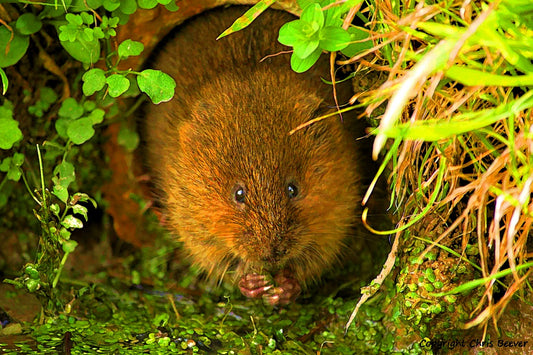 A Cute Water Vole Portrait British Wildlife Art by Wigan UK Artist and Photographer Christopher Beever Available as a small to XXXL wildlife Canvas Print, Wildlife Framed Print, Wildlife print Cushion, Wildlife print Poster, Wildlife print sofa throw, wildlife print blanket, wildlife fine art print poster, wildlife print bedding.