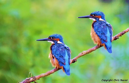 A Pair of Kingfishers British Wildlife Art by Wigan UK Artist and Photographer Christopher Beever Available as a small to XXXL wildlife Canvas Print, Wildlife Framed Print, Wildlife print Cushion, Wildlife print Poster, Wildlife print sofa throw, wildlife print blanket, wildlife fine art print poster, wildlife print bedding.