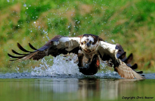 A UK Osprey Bird of Prey with a trout British Wildlife Art by Wigan UK Artist and Photographer Christopher Beever Available as a small to XXXL wildlife Canvas Print, Wildlife Framed Print, Wildlife print Cushion, Wildlife print Poster, Wildlife print sofa throw, wildlife print blanket, wildlife fine art print poster, wildlife print bedding.