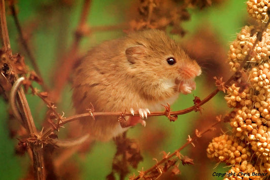 A Summer Harvest Mouse Portrait British Wildlife Art by Wigan UK Artist and Photographer Christopher Beever Available as a small to XXXL wildlife Canvas Print, Wildlife Framed Print, Wildlife print Cushion, Wildlife print Poster, Wildlife print sofa throw, wildlife print blanket, wildlife fine art print poster, wildlife print bedding.