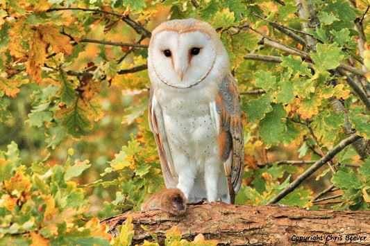A UK Autumn Barn owl With a mouse British Wildlife Art by Wigan UK Artist and Photographer Christopher Beever Available as a small to XXXL wildlife Canvas Print, Wildlife Framed Print, Wildlife print Cushion, Wildlife print Poster, Wildlife print sofa throw, wildlife print blanket, wildlife fine art print poster, wildlife print bedding.