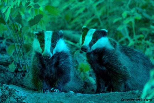 A Pair of UK Badgers at the Set in the twilight hours British Wildlife Art by Wigan UK Artist and Photographer Christopher Beever Available as a small to XXXL wildlife Canvas Print, Wildlife Framed Print, Wildlife print Cushion, Wildlife print Poster, Wildlife print sofa throw, wildlife print blanket, wildlife fine art print poster, wildlife print bedding.