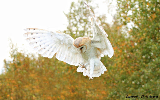 A UK Barn owl getting ready to swoop portrait British Wildlife Art by Wigan UK Artist and Photographer Christopher Beever Available as a small to XXXL wildlife Canvas Print, Wildlife Framed Print, Wildlife print Cushion, Wildlife print Poster, Wildlife print sofa throw, wildlife print blanket, wildlife fine art print poster, wildlife print bedding.