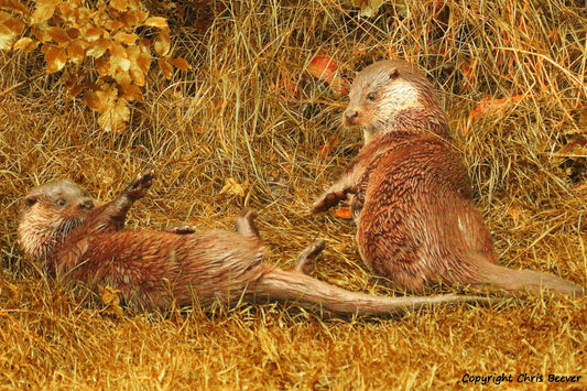 A Pair of Courting Otters Portrait British Wildlife Art by Wigan UK Artist and Photographer Christopher Beever Available as a small to XXXL wildlife Canvas Print, Wildlife Framed Print, Wildlife print Cushion, Wildlife print Poster, Wildlife print sofa throw, wildlife print blanket, wildlife fine art print poster, wildlife print bedding.