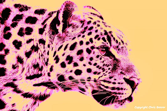  Leopard World Wildlife Art or Pop Art by Wigan UK Artist and Photographer Christopher Beever Available as a small to XXXL wildlife Canvas Print, Wildlife Framed Print, Wildlife print Cushion, Wildlife print Poster, Wildlife print sofa throw, wildlife print blanket, wildlife fine art print poster, wildlife print bedding & more.