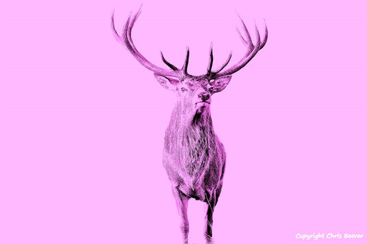 Pink Red Deer Stag World Wildlife Art or Pop Art by Wigan UK Artist and Photographer Christopher Beever Available as a small to XXXL wildlife Canvas Print, Wildlife Framed Print, Wildlife print Cushion, Wildlife print Poster, Wildlife print sofa throw, wildlife print blanket, wildlife fine art print poster, wildlife print bedding & more.