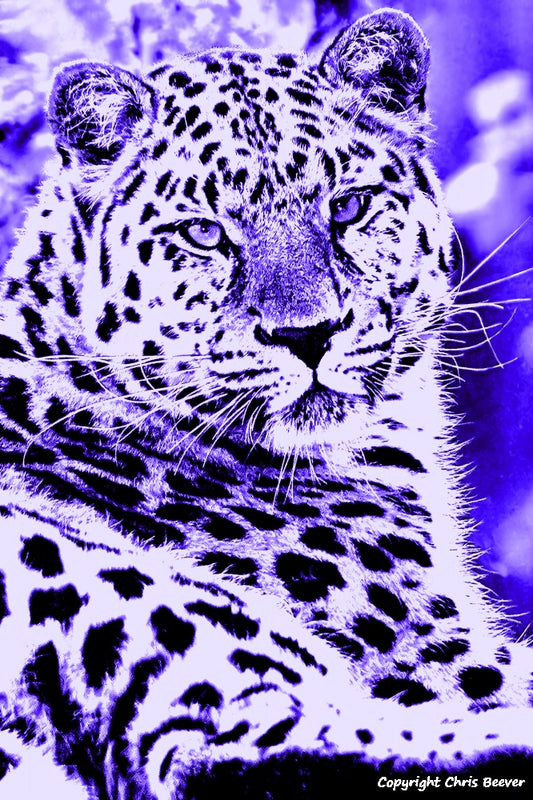 Purple amur leopard World Wildlife Art or Pop Art by Wigan UK Artist and Photographer Christopher Beever Available as a small to XXXL wildlife Canvas Print, Wildlife Framed Print, Wildlife print Cushion, Wildlife print Poster, Wildlife print sofa throw, wildlife print blanket, wildlife fine art print poster, wildlife print bedding & more.