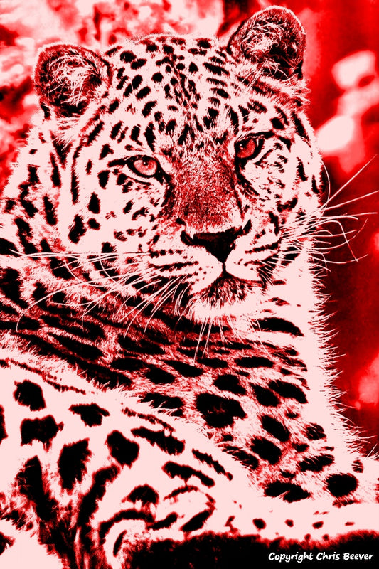 Red Amur Leopard World Wildlife Art or Pop Art by Wigan UK Artist and Photographer Christopher Beever Available as a small to XXXL wildlife Canvas Print, Wildlife Framed Print, Wildlife print Cushion, Wildlife print Poster, Wildlife print sofa throw, wildlife print blanket, wildlife fine art print poster, wildlife print bedding & more.