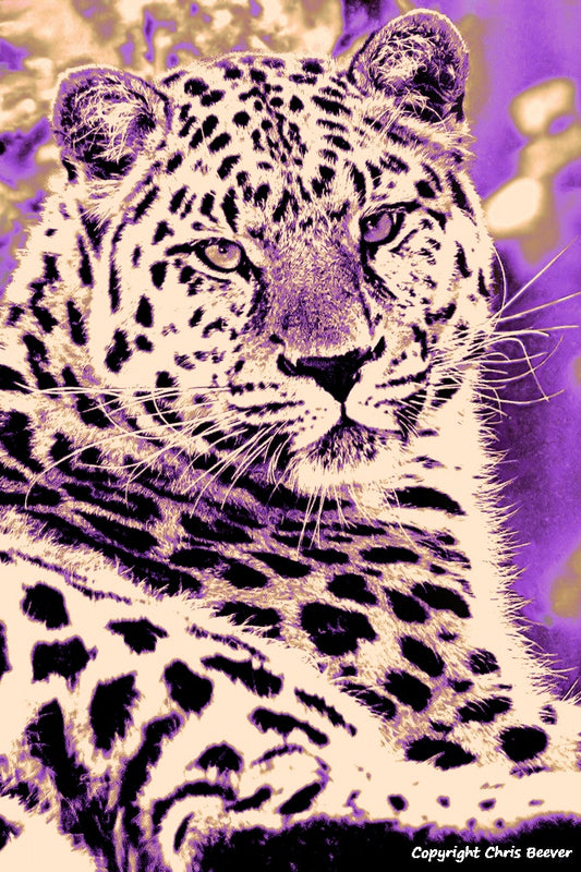 Lilac Amur Leopard World Wildlife Art or Pop Art by Wigan UK Artist and Photographer Christopher Beever Available as a small to XXXL wildlife Canvas Print, Wildlife Framed Print, Wildlife print Cushion, Wildlife print Poster, Wildlife print sofa throw, wildlife print blanket, wildlife fine art print poster, wildlife print bedding & more.