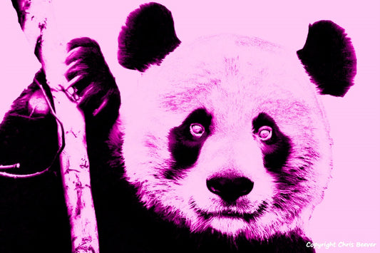 Pink Panda World Wildlife Art or Pop Art by Wigan UK Artist and Photographer Christopher Beever Available as a small to XXXL wildlife Canvas Print, Wildlife Framed Print, Wildlife print Cushion, Wildlife print Poster, Wildlife print sofa throw, wildlife print blanket, wildlife fine art print poster, wildlife print bedding & more.