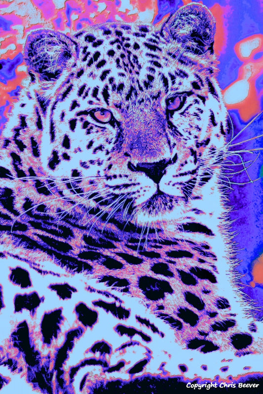 mixed lilac amur leopard World Wildlife Art or Pop Art by Wigan UK Artist and Photographer Christopher Beever Available as a small to XXXL wildlife Canvas Print, Wildlife Framed Print, Wildlife print Cushion, Wildlife print Poster, Wildlife print sofa throw, wildlife print blanket, wildlife fine art print poster, wildlife print bedding & more.
