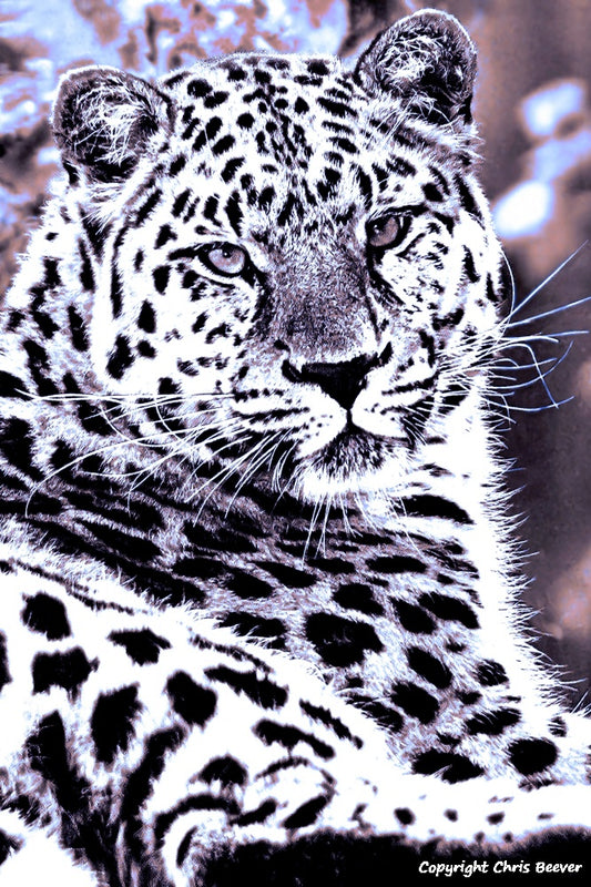 Silver Amur Leopard World Wildlife Art or Pop Art by Wigan UK Artist and Photographer Christopher Beever Available as a small to XXXL wildlife Canvas Print, Wildlife Framed Print, Wildlife print Cushion, Wildlife print Poster, Wildlife print sofa throw, wildlife print blanket, wildlife fine art print poster, wildlife print bedding & more.