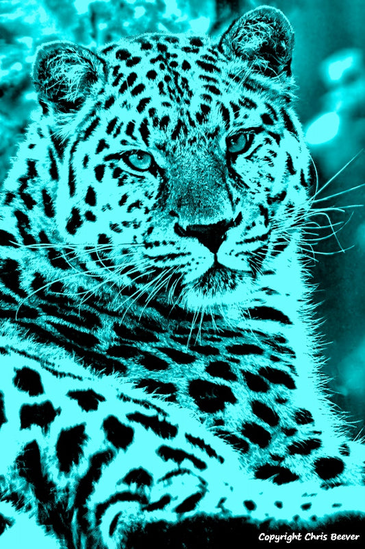 indigo blue amur leopard World Wildlife Art or Pop Art by Wigan UK Artist and Photographer Christopher Beever Available as a small to XXXL wildlife Canvas Print, Wildlife Framed Print, Wildlife print Cushion, Wildlife print Poster, Wildlife print sofa throw, wildlife print blanket, wildlife fine art print poster, wildlife print bedding & more.