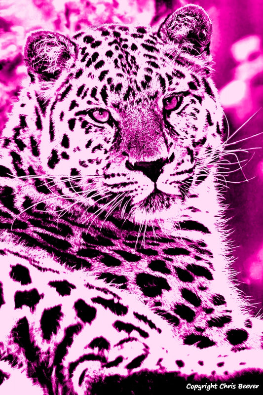 pink amur leopard World Wildlife Art or Pop Art by Wigan UK Artist and Photographer Christopher Beever Available as a small to XXXL wildlife Canvas Print, Wildlife Framed Print, Wildlife print Cushion, Wildlife print Poster, Wildlife print sofa throw, wildlife print blanket, wildlife fine art print poster, wildlife print bedding & more.