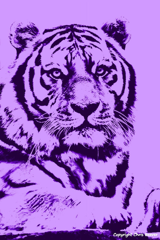 purple Amur Tiger World Wildlife Art or Pop Art by Wigan UK Artist and Photographer Christopher Beever Available as a small to XXXL wildlife Canvas Print, Wildlife Framed Print, Wildlife print Cushion, Wildlife print Poster, Wildlife print sofa throw, wildlife print blanket, wildlife fine art print poster, wildlife print bedding & more.