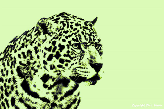 Lime jaguar World Wildlife Art or Pop Art by Wigan UK Artist and Photographer Christopher Beever Available as a small to XXXL wildlife Canvas Print, Wildlife Framed Print, Wildlife print Cushion, Wildlife print Poster, Wildlife print sofa throw, wildlife print blanket, wildlife fine art print poster, wildlife print bedding & more.