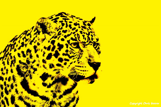 banana yellow jaguar World Wildlife Art or Pop Art by Wigan UK Artist and Photographer Christopher Beever Available as a small to XXXL wildlife Canvas Print, Wildlife Framed Print, Wildlife print Cushion, Wildlife print Poster, Wildlife print sofa throw, wildlife print blanket, wildlife fine art print poster, wildlife print bedding & more.