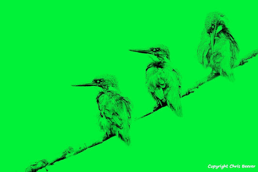 green kingfishers World Wildlife Art or Pop Art by Wigan UK Artist and Photographer Christopher Beever Available as a small to XXXL wildlife Canvas Print, Wildlife Framed Print, Wildlife print Cushion, Wildlife print Poster, Wildlife print sofa throw, wildlife print blanket, wildlife fine art print poster, wildlife print bedding & more.