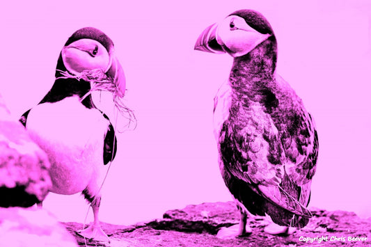 Pink puffins World Wildlife Art or Pop Art by Wigan UK Artist and Photographer Christopher Beever Available as a small to XXXL wildlife Canvas Print, Wildlife Framed Print, Wildlife print Cushion, Wildlife print Poster, Wildlife print sofa throw, wildlife print blanket, wildlife fine art print poster, wildlife print bedding & more.