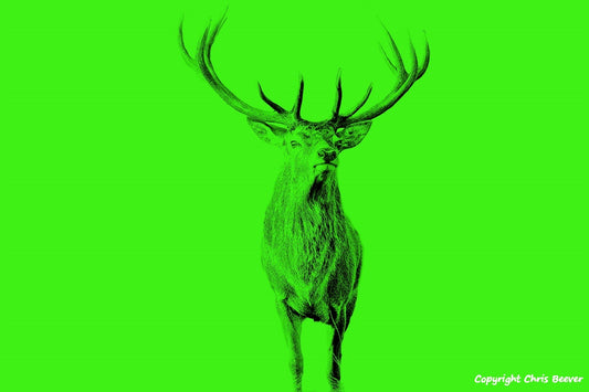 neon green red deer stag World Wildlife Art or Pop Art by Wigan UK Artist and Photographer Christopher Beever Available as a small to XXXL wildlife Canvas Print, Wildlife Framed Print, Wildlife print Cushion, Wildlife print Poster, Wildlife print sofa throw, wildlife print blanket, wildlife fine art print poster, wildlife print bedding & more.