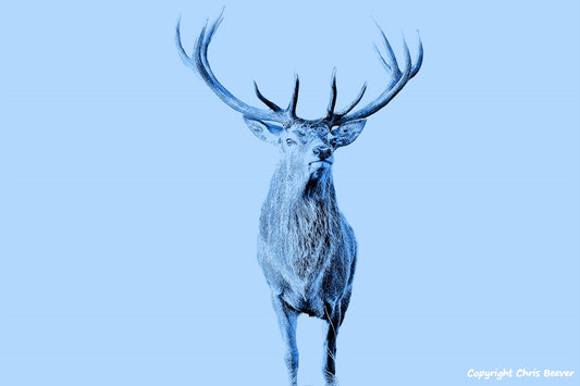 light blue red deer stag World Wildlife Art or Pop Art by Wigan UK Artist and Photographer Christopher Beever Available as a small to XXXL wildlife Canvas Print, Wildlife Framed Print, Wildlife print Cushion, Wildlife print Poster, Wildlife print sofa throw, wildlife print blanket, wildlife fine art print poster, wildlife print bedding & more.