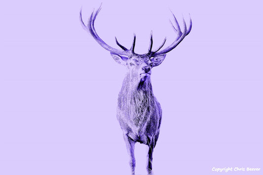 lilac red deer stag World Wildlife Art or Pop Art by Wigan UK Artist and Photographer Christopher Beever Available as a small to XXXL wildlife Canvas Print, Wildlife Framed Print, Wildlife print Cushion, Wildlife print Poster, Wildlife print sofa throw, wildlife print blanket, wildlife fine art print poster, wildlife print bedding & more.