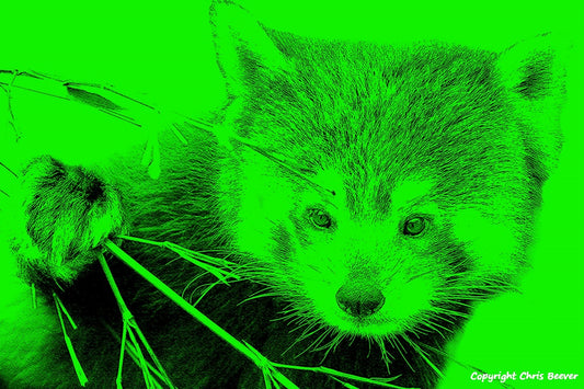 green red panda World Wildlife Art or Pop Art by Wigan UK Artist and Photographer Christopher Beever Available as a small to XXXL wildlife Canvas Print, Wildlife Framed Print, Wildlife print Cushion, Wildlife print Poster, Wildlife print sofa throw, wildlife print blanket, wildlife fine art print poster, wildlife print bedding & more.