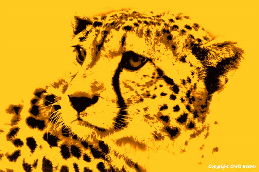 yellow cheetah World Wildlife Art or Pop Art by Wigan UK Artist and Photographer Christopher Beever Available as a small to XXXL wildlife Canvas Print, Wildlife Framed Print, Wildlife print Cushion, Wildlife print Poster, Wildlife print sofa throw, wildlife print blanket, wildlife fine art print poster, wildlife print bedding & more.