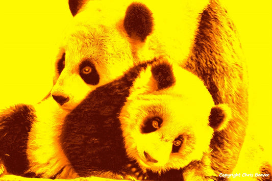 yellow pandas World Wildlife Art or Pop Art by Wigan UK Artist and Photographer Christopher Beever Available as a small to XXXL wildlife Canvas Print, Wildlife Framed Print, Wildlife print Cushion, Wildlife print Poster, Wildlife print sofa throw, wildlife print blanket, wildlife fine art print poster, wildlife print bedding & more.