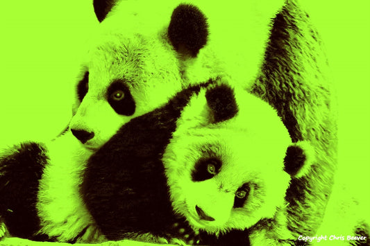 neon green pandas World Wildlife Art or Pop Art by Wigan UK Artist and Photographer Christopher Beever Available as a small to XXXL wildlife Canvas Print, Wildlife Framed Print, Wildlife print Cushion, Wildlife print Poster, Wildlife print sofa throw, wildlife print blanket, wildlife fine art print poster, wildlife print bedding & more.