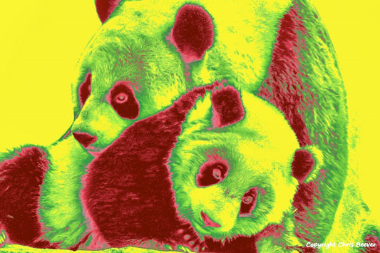 pink and yellow pandas World Wildlife Art or Pop Art by Wigan UK Artist and Photographer Christopher Beever Available as a small to XXXL wildlife Canvas Print, Wildlife Framed Print, Wildlife print Cushion, Wildlife print Poster, Wildlife print sofa throw, wildlife print blanket, wildlife fine art print poster, wildlife print bedding & more.