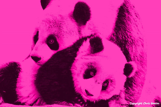 neon pink pandas World Wildlife Art or Pop Art by Wigan UK Artist and Photographer Christopher Beever Available as a small to XXXL wildlife Canvas Print, Wildlife Framed Print, Wildlife print Cushion, Wildlife print Poster, Wildlife print sofa throw, wildlife print blanket, wildlife fine art print poster, wildlife print bedding & more.