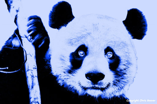 neon blue giant panda World Wildlife Art or Pop Art by Wigan UK Artist and Photographer Christopher Beever Available as a small to XXXL wildlife Canvas Print, Wildlife Framed Print, Wildlife print Cushion, Wildlife print Poster, Wildlife print sofa throw, wildlife print blanket, wildlife fine art print poster, wildlife print bedding & more.